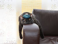 verkaterte Katze auf Sessellehne © liveostockimages/iStock/Getty Images Plus