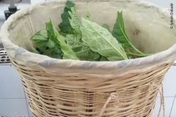 Mit antimikrobiell beschichtetem Tuch ausgekleideter Behälter für den Transport von Blättern der afrikanischen Gartenaubergine (Solanum macrocarpon). © Sylvain Dabadé