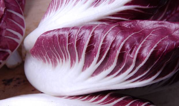 Manche bittere Lebensmitteil, wie der Radicchio sind in der europäischen Esskultur etabliert.  © matteodestefano/iStock/Getty Images Plus