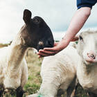 Animal Studies. Ein Überblick aus Ernährungsperspektive