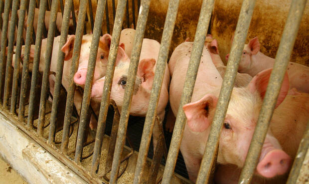 Schweine im Stall. © Ingram Publishing / Thinkstock