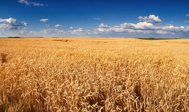 Weizen stellt das Grundnahrungsmittel von mehr als einem Drittel der Weltbevölkerung dar. © Rasica / iStock / Getty Images Plus