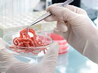 Fleisch in Petrischale im Labor. © AlexRaths / iStock / Thinkstock