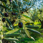 Pflanzliche Speisefette und -öle: Olivenöl