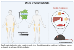 Effekte des humanen Kallistatin. © IDM, support@biorender.com